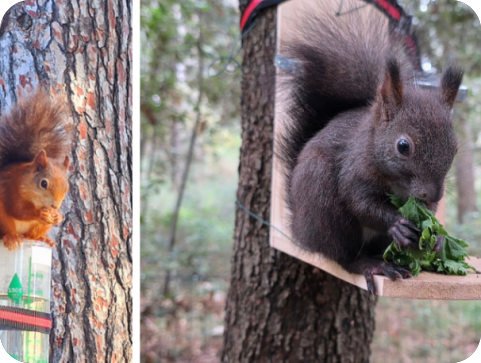 Porečke vjeverice trebaju pomoć, traže volontere za punjenje pojilica po gradu - VIDEO-156739