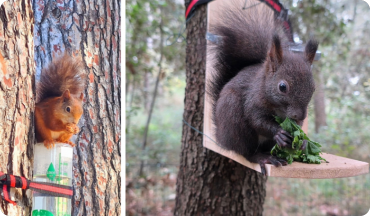 Porečke vjeverice trebaju pomoć, traže volontere za punjenje pojilica po gradu - VIDEO-156739