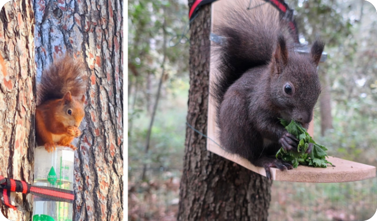Porečke vjeverice trebaju pomoć, traže volontere za punjenje pojilica po gradu - VIDEO-156739