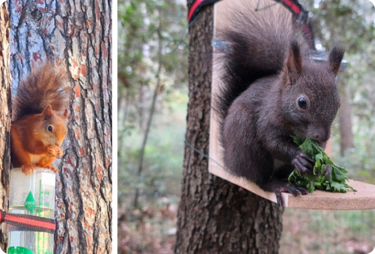 Porečke vjeverice trebaju pomoć, traže volontere za punjenje pojilica po gradu - VIDEO-156739