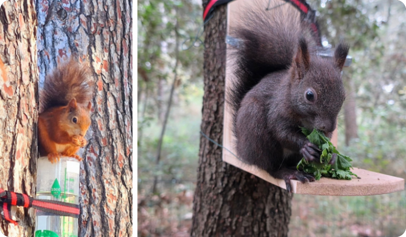 Porečke vjeverice trebaju pomoć, traže volontere za punjenje pojilica po gradu - VIDEO-156739
