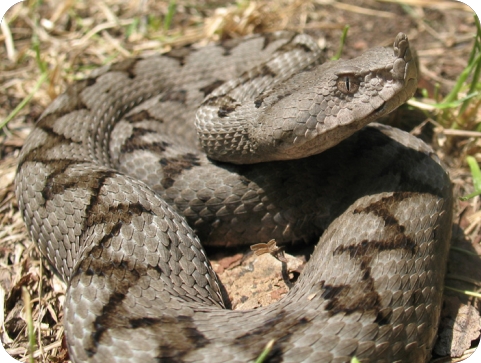 Dječaka (7) u Istri ugrizao poskok: Bio na respiratoru, sada mu je bolje-154589