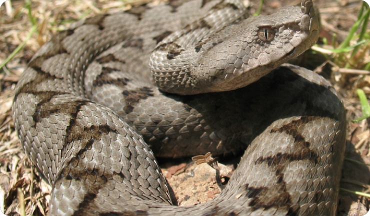 Dječaka (7) u Istri ugrizao poskok: Bio na respiratoru, sada mu je bolje-154589