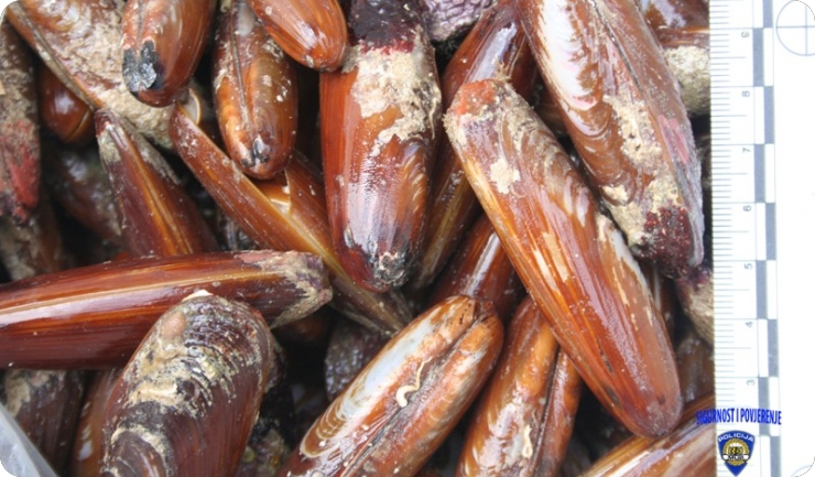 Organizirao zločinačko udruženje za izlovljavanje prstaca-63170