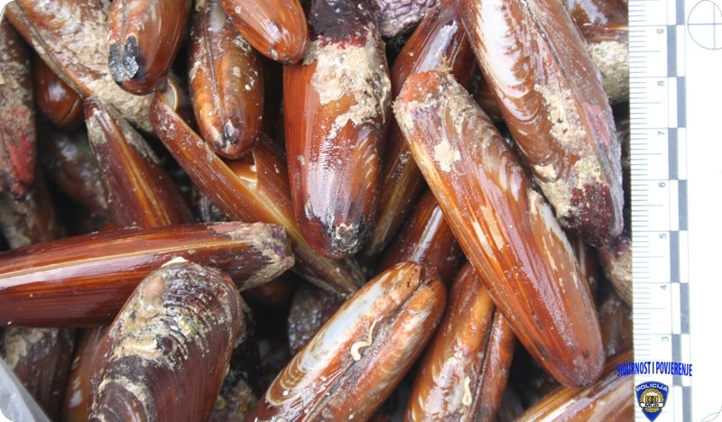 Organizirao zločinačko udruženje za izlovljavanje prstaca-63170