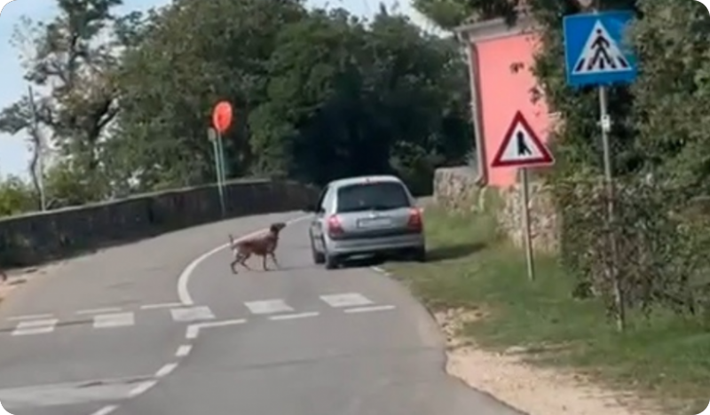 POGLEDAJTE VIDEO: Ovakvi trenuci razlog su zašto Regional Express Ljubimci postoji-164409