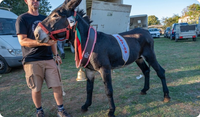 (FOTO) Juršići okupili ljubitelje istarskog tovara, a titula šampiona otišla Pedru iz Vodnjana-164004
