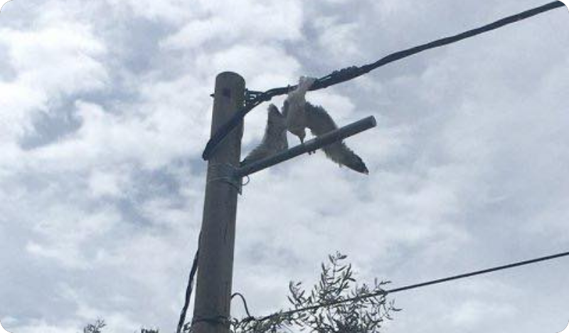 Pulski vatrogasci spašavali  galeba koji je zapeo  za strujni kabel-126318