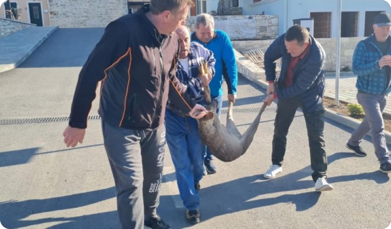 Srndać ušetao u hotel La Grisa u Balama-126251
