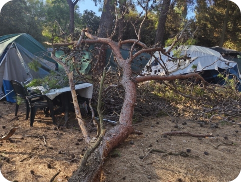 Počinje sanacija stabala na Fratarskom otoku-158078