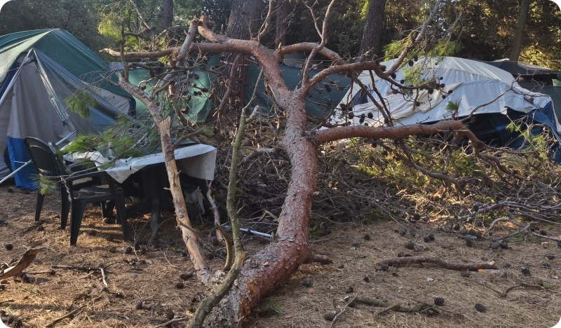 Počinje sanacija stabala na Fratarskom otoku-158078