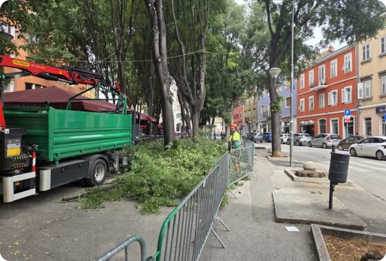 Oštar apel zbog rezidbe stabala u centru Pule: “To mora stati odmah”-160631