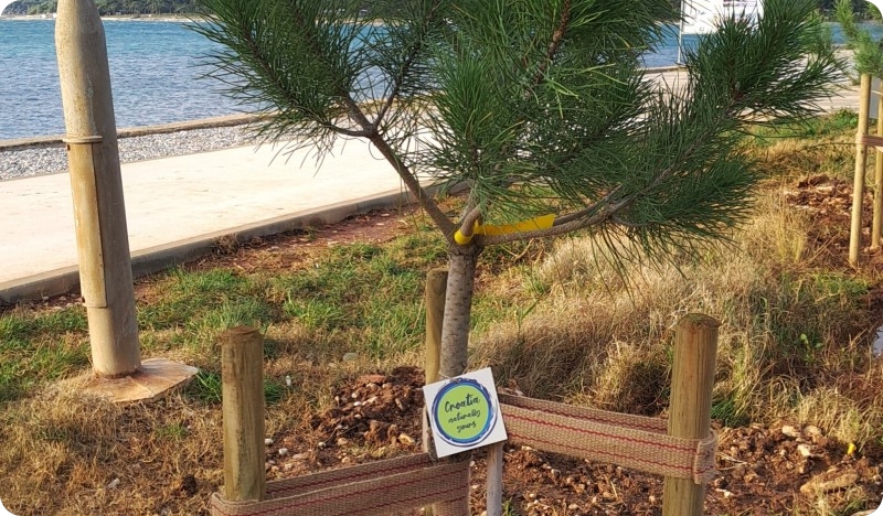 Medulin i Banjole bogatiji za 13 novih stabala-156811