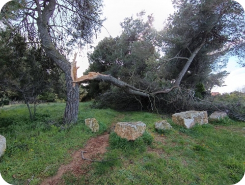 Vjetar ruši stabla i limove u Puli-159551