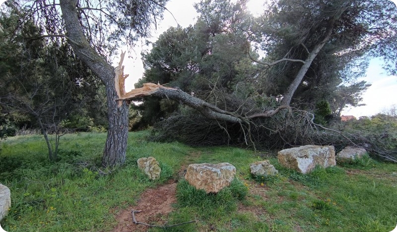 Vjetar ruši stabla i limove u Puli-159551