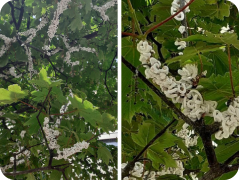 Pula i okolica: ponovno se širi azijska pamučna štitasta uš-157813