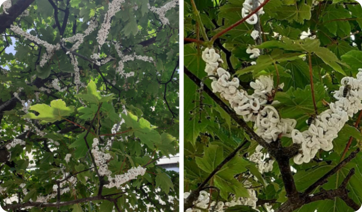 Pula i okolica: ponovno se širi azijska pamučna štitasta uš-157813