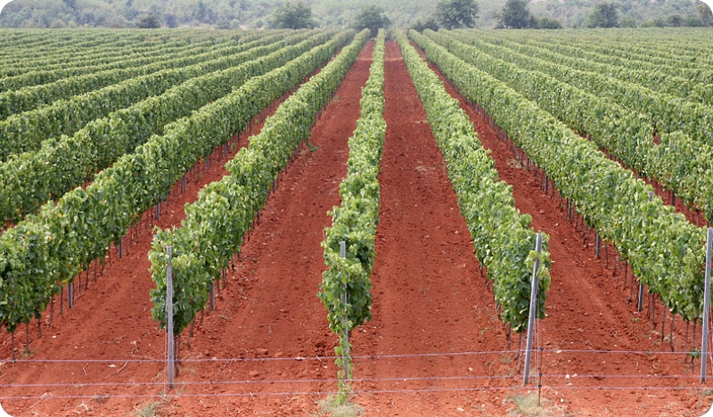 Istarske destinacije opisane kao spoj prirode, kulture, agroturizma i prometne blizine-53304