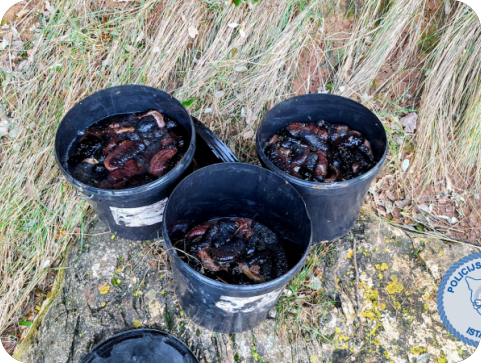 Nezakonito izlovio preko 100 kilograma trpova pa zaradio kaznenu prijavu-157638