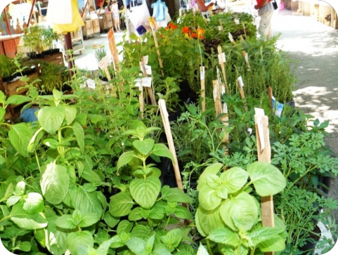 Tjedan aromatičnog bilja-59724