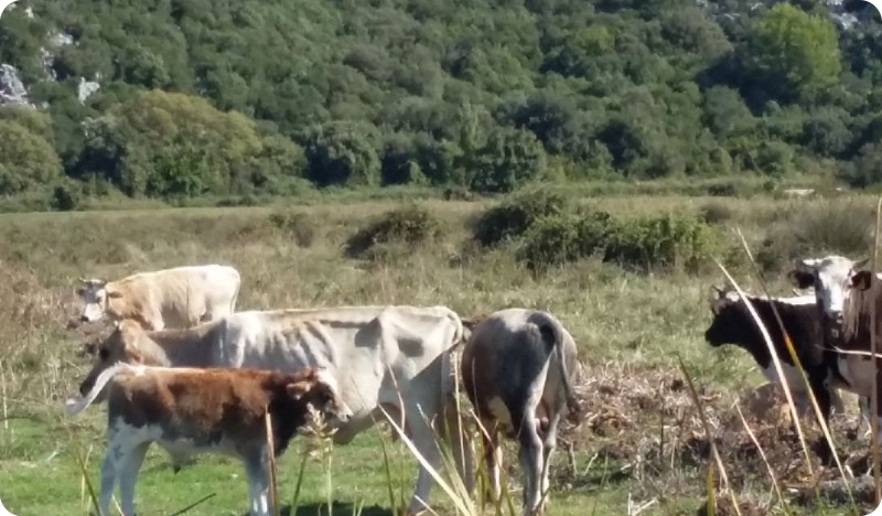 Prijatelji životinja: Kaznite podivljale ljude, a ne „podivljale” životinje!-122140
