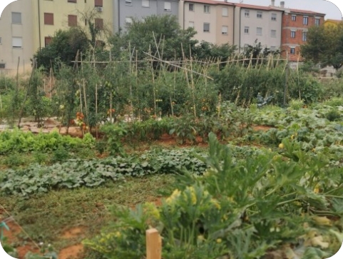 Pozivaju se građani Pule da potpišu Ugovor za korištenje urbanih vrtova-123245