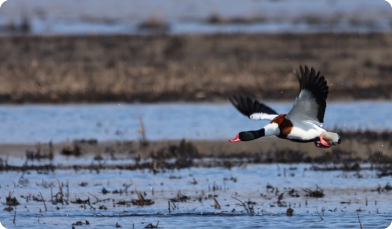Znate li zašto je Palud važan? Natura Histrica vodi vas u obilazak-158216