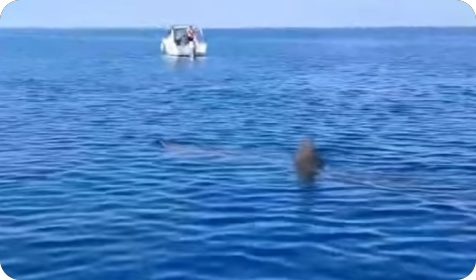 (VIDEO) Kod Pule ponovno viđena golema psina, postala je hit i na društvenim mrežama-159949