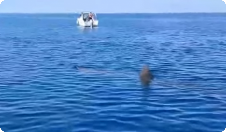 (VIDEO) Kod Pule ponovno viđena golema psina, postala je hit i na društvenim mrežama-159949