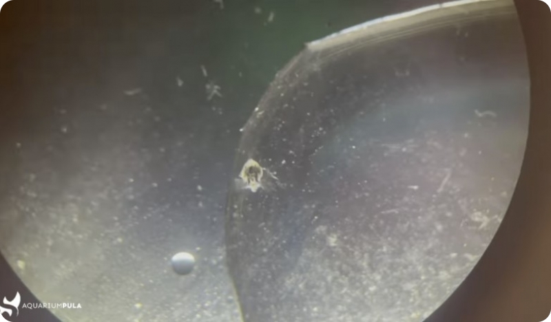 Uspješno izlegnute ličinke velike rakovice u Pulskom aquariumu -146126