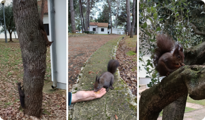 Poreč ima svoje vjeverice - i one imaju svoje ljude (VIDEO)-158036