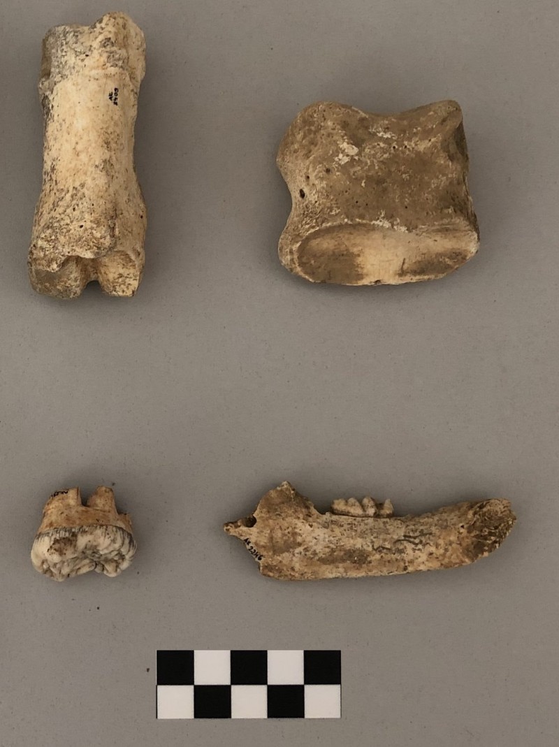 AMI – Arheološka istraživanja o prapovijesnim lovcima i skupljačima u Limskom zaljevu (PRESS)